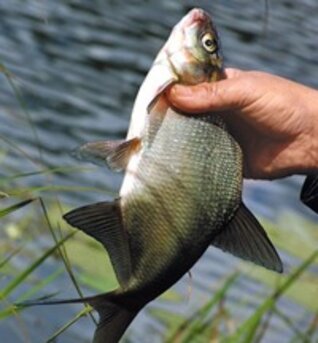 "Получи леща" - новый проект на "Беларусь-1"