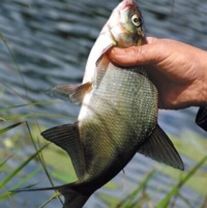 "Получи леща" - новый проект на "Беларусь-1"